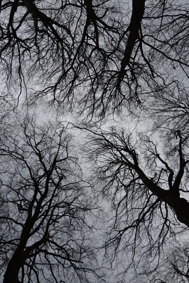Miriam Bearham - Tree veins