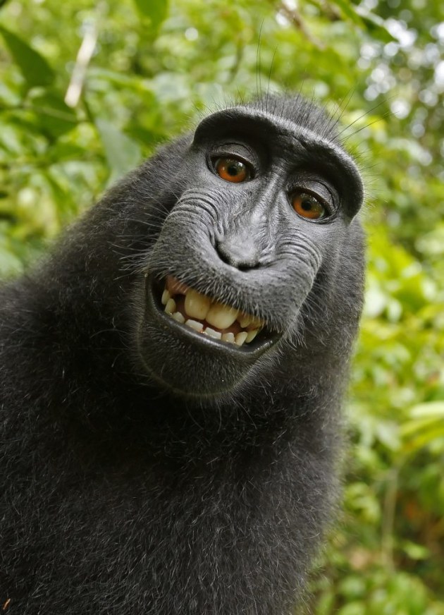 David Slater's Monkey Seflie