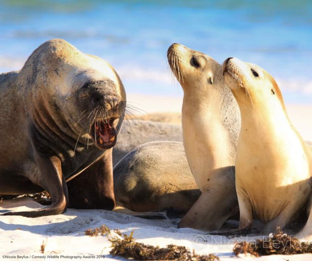 © Nicola Beyfus / Comedy Wildlife Photo Awards 2019