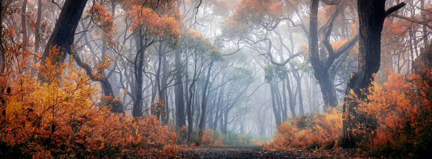 © Nicole Rix - Autumn Colours - Judge's Choice Winner