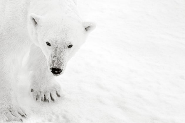 Image: Cristina Mittermeier