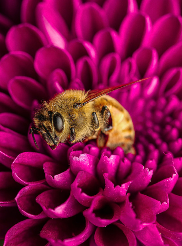 © Amie Lording. Bee on flower. Single Shot category featured entry, Australasia's Top Emerging Photographers 2023.