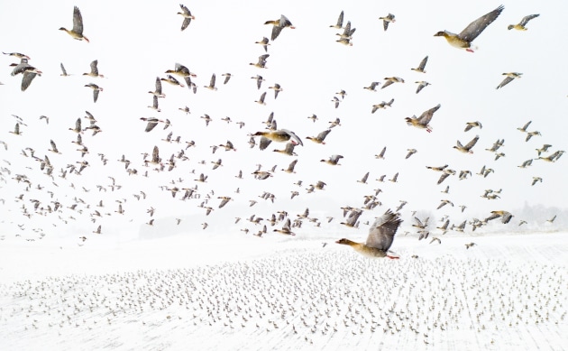 © Terje Kolaas. Pink-Footed Geese Meeting the Winter. Overall winner. 