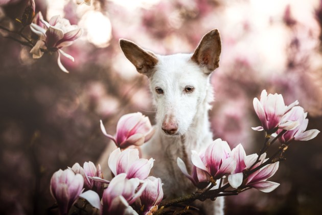 Dog Photographer of the Year 2019 Overall Winner and Oldies Category 1st Place Winner, Denise Czichocki, Switzerland