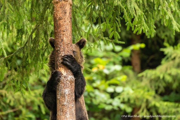 Pal Marchhart, 'Peek-a-boo'.