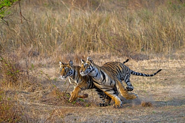 Image: Rakesh Arora Photography Safaris