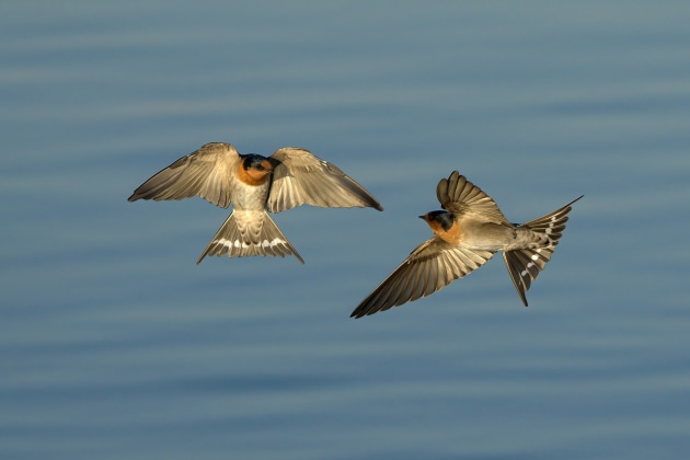 © Peter Ward. I'll race you. "Two Swallows in the 'golden hour' chasing each other at incredible speed. I managed to get a whole sequence and it was hard to choose a favourite."