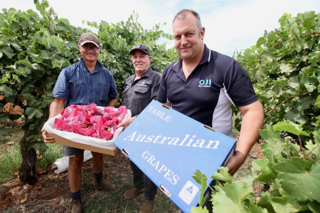 Grape producer Barry Hancock with MC Bin Supplies Marco Cielo and OjiFS Matt Harris.