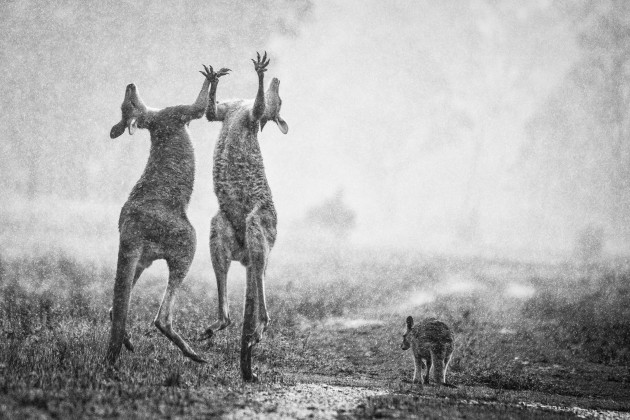 Three hours were spent waiting in the rain for a fight to break out away from the main mob. I felt like the sad wet little joey to the right by the end of it. The hardest part of this photo was capturing the symmetry of the two roos while drawing viewers’ eyes through the scene. Nikon D800E, 150-500mm f/5-6.3 lens @ 500mm, 1/1250s @ f/6.3, ISO 4000.