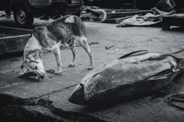 Richard Misquitta, Dog and Tuna.