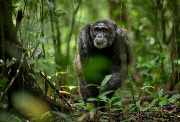 © Richard Peters 'Chimp in Kibale National Forest, Uganda'.