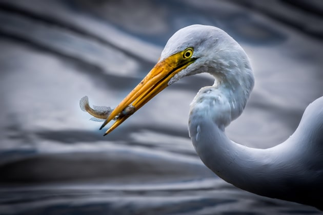 © Rob Ainsley - Great Egret: Shot on Nikon D5 with 180-400mm f4E TC1.4 FL ED VR – 1/800, f8, ISO 125