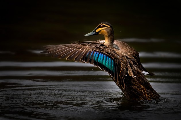 © Rob Ainsley - Pacific Black Duck: Shot on D5 with 800mm f5.6E VR – 1/2000, f5.6, ISO 1600