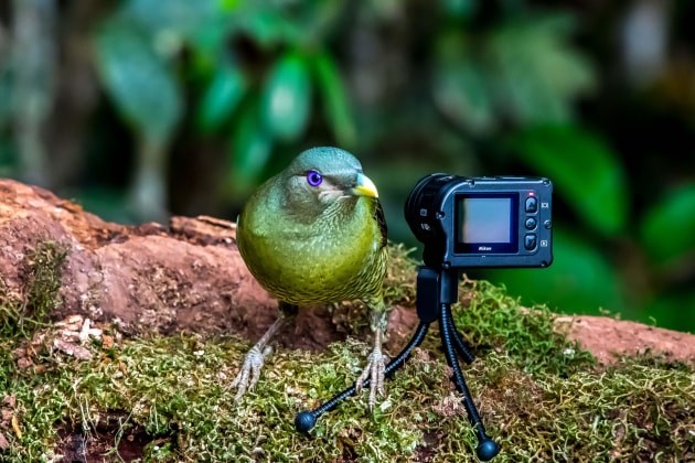 © Rob Ainsley - Satin Bowerbird: Shot on Nikon D5 with 300 f4E PF ED VR – 1/500, f9, ISO 14,400