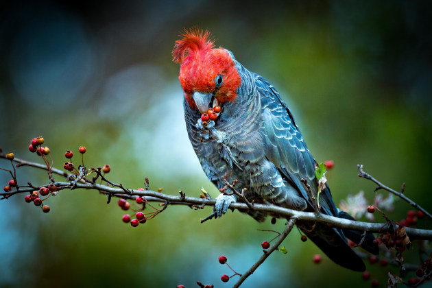 © Rob Ainsley - Gang-gang Cockatoo: Shot on Nikon D5 with 800mm f5.6E VR – 1/400, f8, ISO 320