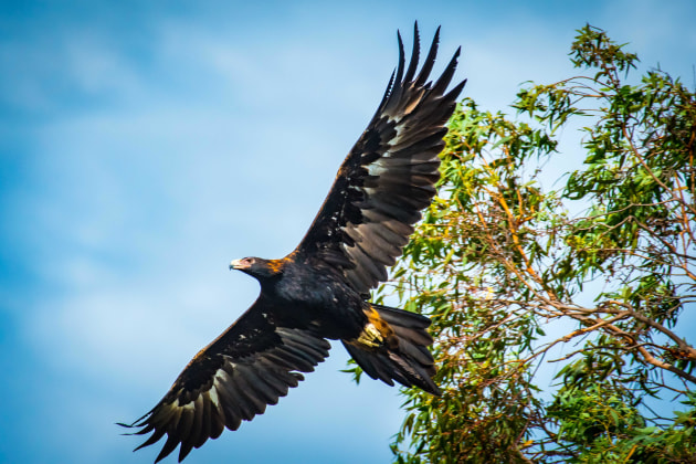 © Rob Ainsley - Wedge-tailed Eagle: Shot on Nikon D5 with 200-500mm f5.6 – 1/1600, f9, ISO 800 (Shot from a “tinnie”)