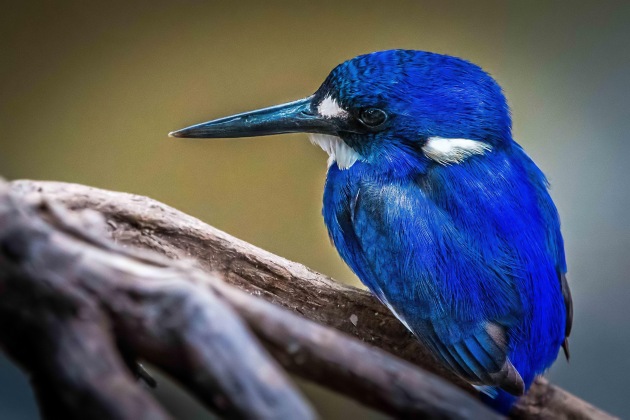 © Rob Ainsley - 
Little Kingfisher: Shot on Nikon D500 with 300mm f4 PF VR – 1/1600, f5.6, ISO 2000