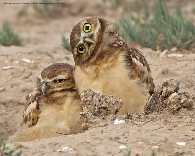 © Robert Palmer / Comedy Wildlife Photo Awards 2019