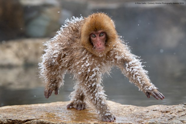 © Roie Galitz / Comedy Wildlife Photo Awards 2019