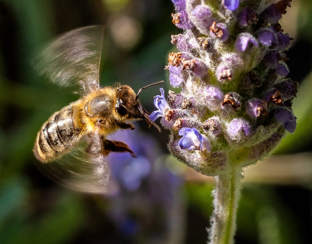 © Ros Obourne - Nature's Whirlybird - Highly Commended