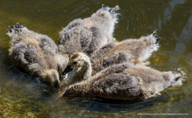 © Ross Lamanna / Comedy Wildlife Photo Awards 2019