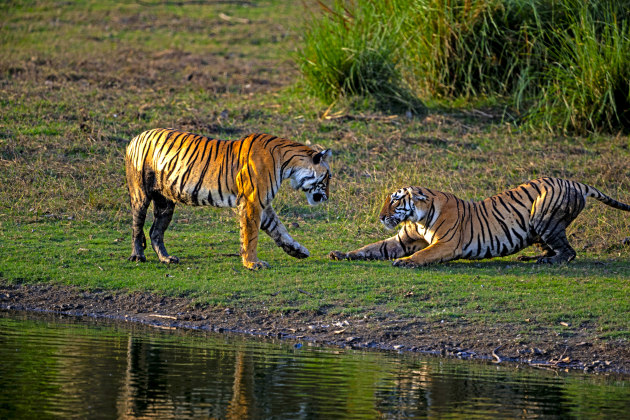 Image: Rakesh Arora Photography Safaris