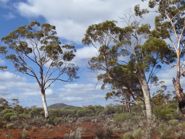 salmon-gum-near-kalgoorlie.jpg