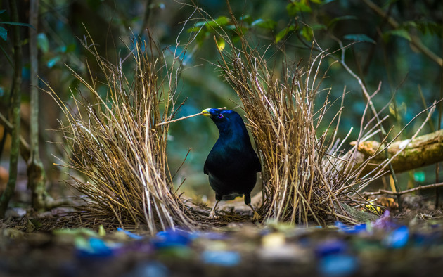 Satin Bowerbird, Lamington National Park, Queensland. Photo by Mark Galer.