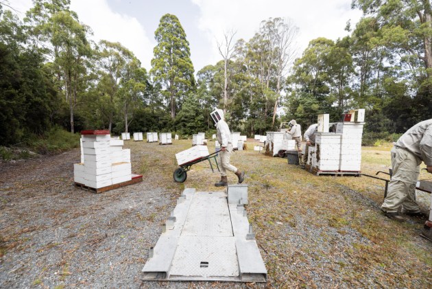 Source: Tasmanian Beekeepers Association