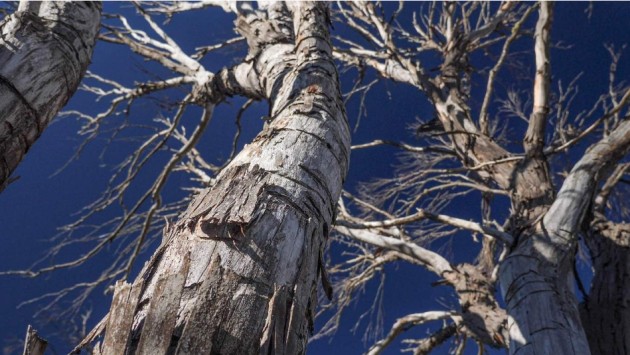 screenshot_2021-03-10-snowgums-being-eaten-alive-in-the-alps.png