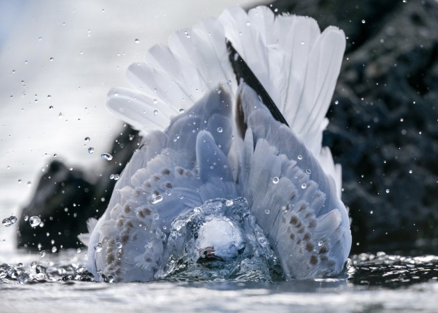 © Simon Runting - 'A red billed gull' - Nature category winner