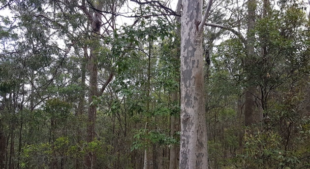 spotted-gum-and-forest2.jpg