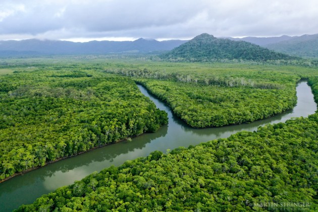 Replanting a Rainforest (Martin Stringer)