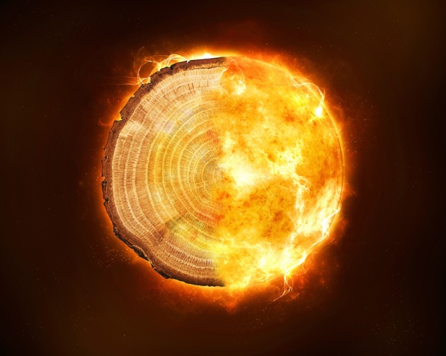 sun-tree-rings-half-and-half-2-web.jpg