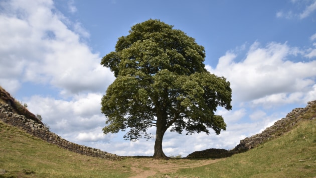 The tree at Sycamore gap. Image: Johnnie Shannon/Creative Commons Attribution 2.0 Generic license.