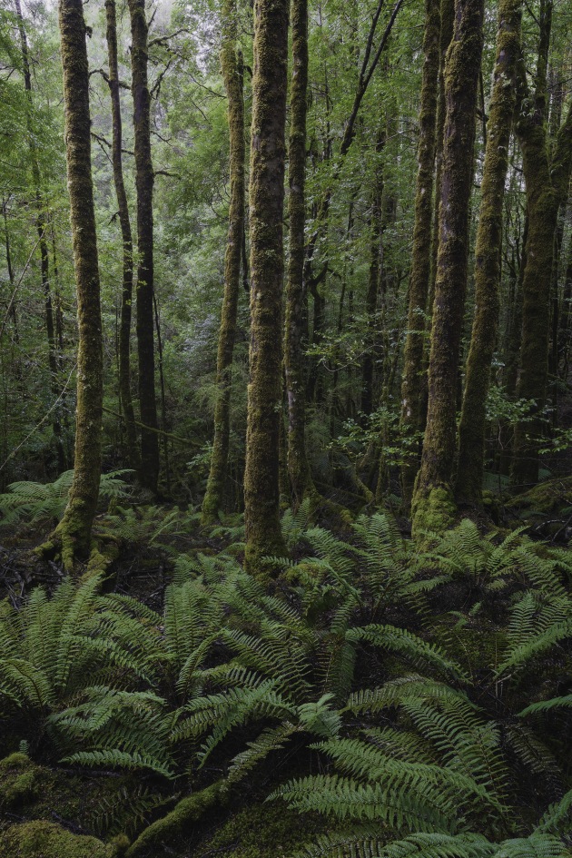 The enchanting forest of Tasmania’s under-threat Tarkine region. Rain and cloud followed us for two weeks, yet that didn’t dampen our spirits and instead provided soft lighting through the lush forests. Sony A7R Mark III, 16-35mm f/2.8 lens @ 26mm. 1/10s @ f11, ISO 640.