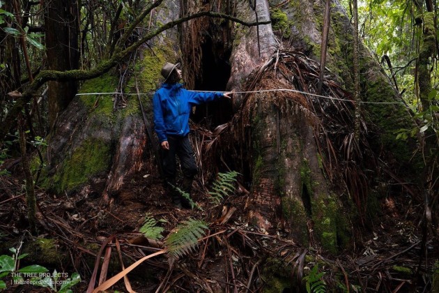 tassie-widest-tree.-the-tree-projects.jpg