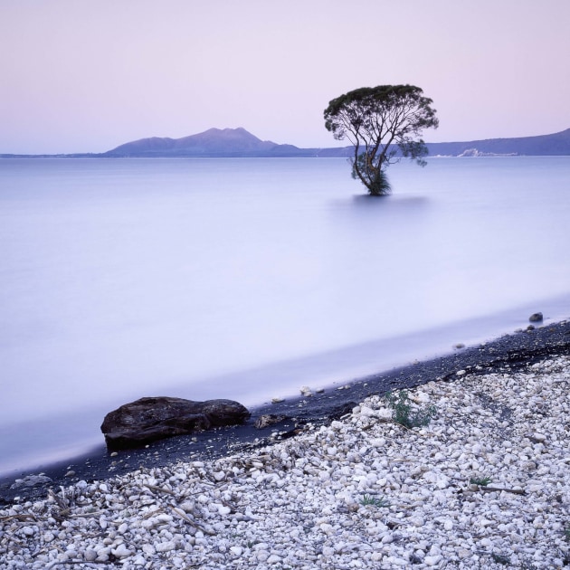 © Stephen Milner. Taupo Tree.