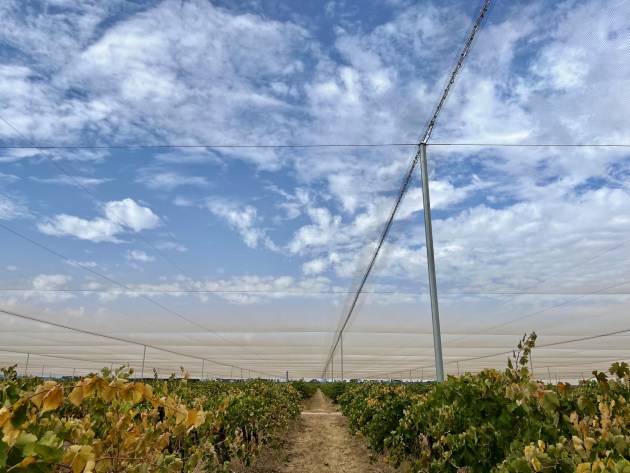 At its Koonunga Hill vineyard in the Barossa Valley, Treasury Wine Estates (TWE) has enclosed 14 hectares of luxury grape vines in a nylon canopy, as it prepares for more extreme climate events and changing regional conditions.