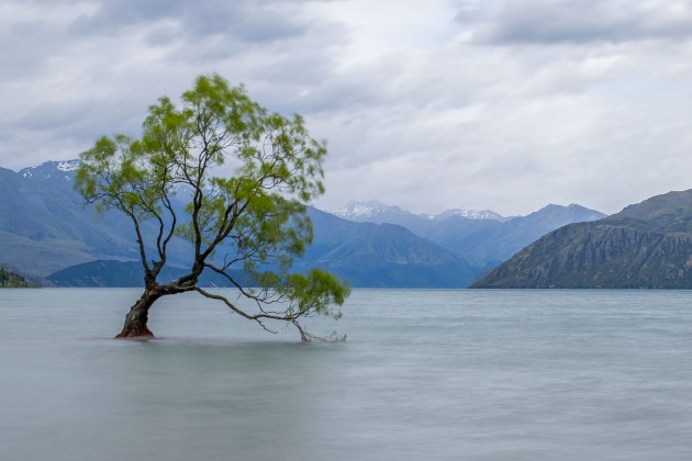 That Wanaka Tree. Image: Aneta Foubíková