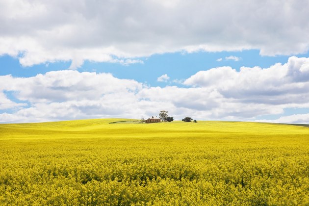 Veronica Williams, Field of Gold
