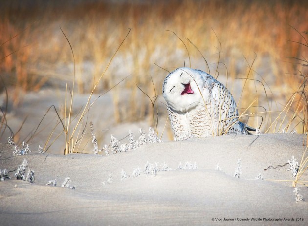 © Vicki Jauron / Comedy Wildlife Photo Awards 2019