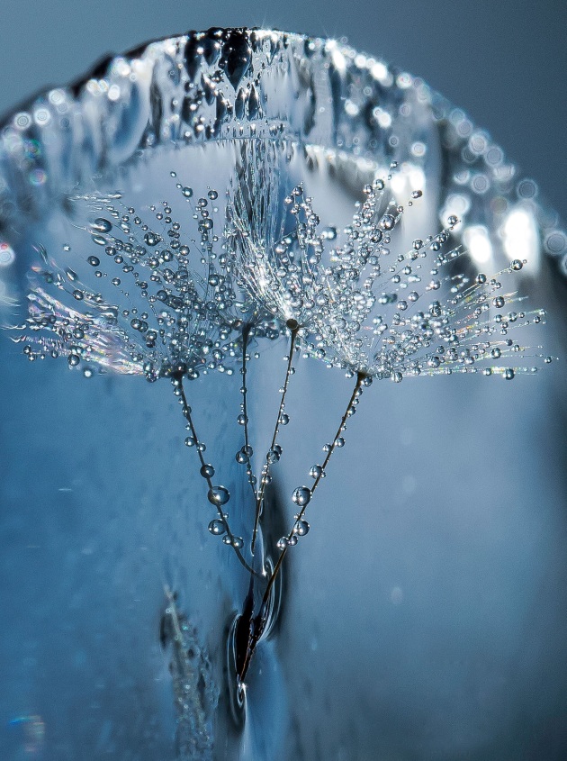 © Di Lymbury - 'Water drops reflection macro flower'