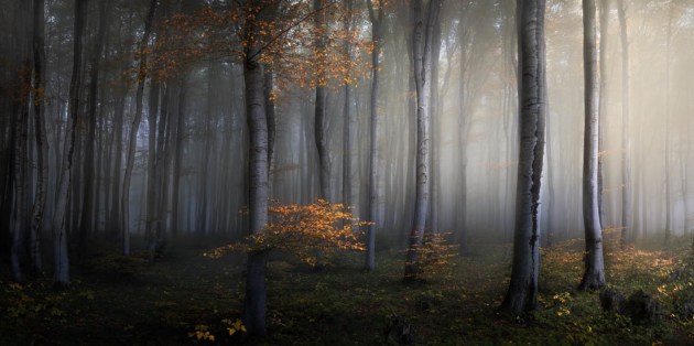 © Veselin Atanasov. Open Photographer of the Year (2018) and Open Award Winner (2018) – Nature/Landscape. Combing the Sunlight, Tuscany, Italy.