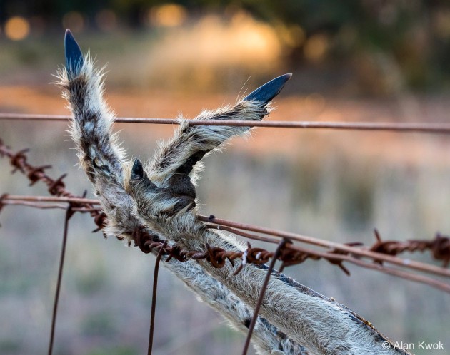 Winner: Snagged, Alan Kwok (NSW)