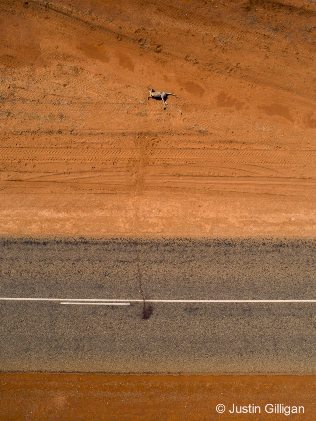 © Justin Gilligan. Our Impact, Finalist. Highway Patrol. A red kangaroo lies dead on the side of an outback road. Despite being an iconic symbol, thousands share a similar fate annually. This kangaroo had been dragged from the impact site to reduce the chance of predators also becoming roadkill. During such accidents, a female’s pouch should be checked and wildlife care organisations contacted.