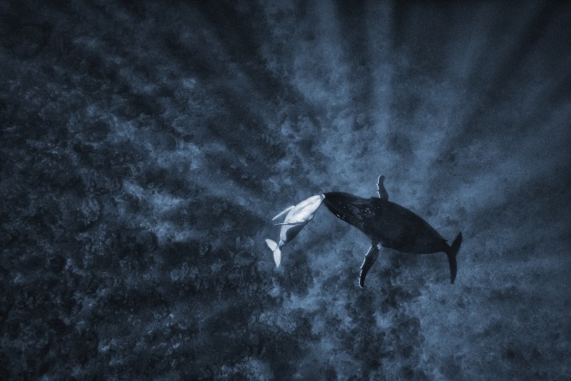 © Michael Smith, Australia. Silver Medal, Nature (Landscape and Wildlife).