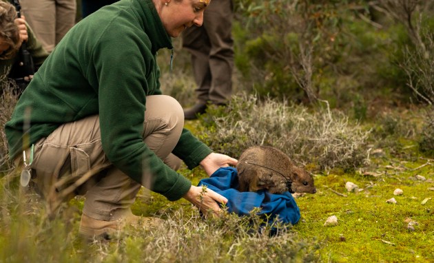Brush-tailed bettong released into the wild.