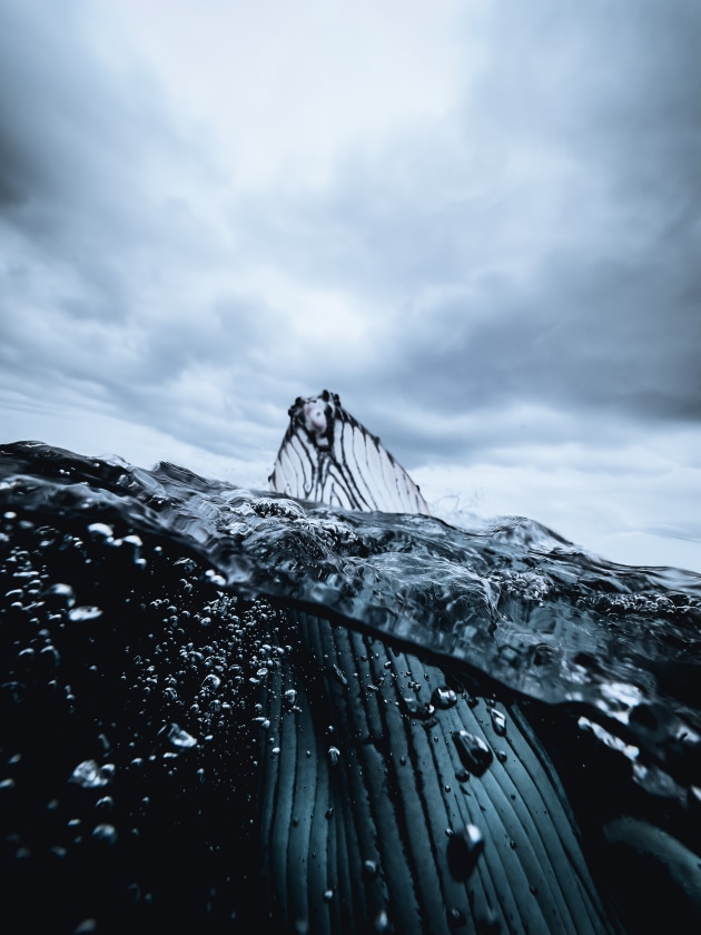 Armed with my 6-inch glass dome port, I pre-empted this juvenile’s actions and knew that he would need to surface for air soon. I swam to the surface, ensured my shutter was fast and aperture narrow, then waited. As he emerged, I raised my camera at the same speed while pressing the shutter button to capture this shot. Olympus E-M1 Mark II, Olympus 7-14mm f/2.8 lens @ 7mm. 1/3200s @ f7.1, ISO 2000. + 0.3 EV.