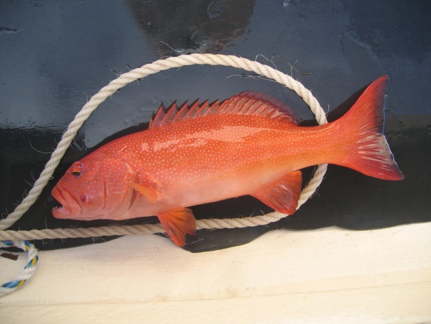 Common coral trout clearance